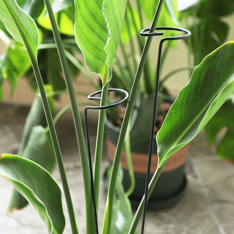 1/10pcs 정원 지원 스테이크 링 금속 단일 줄기  - Plant Parent Tools 리뷰 및 가격