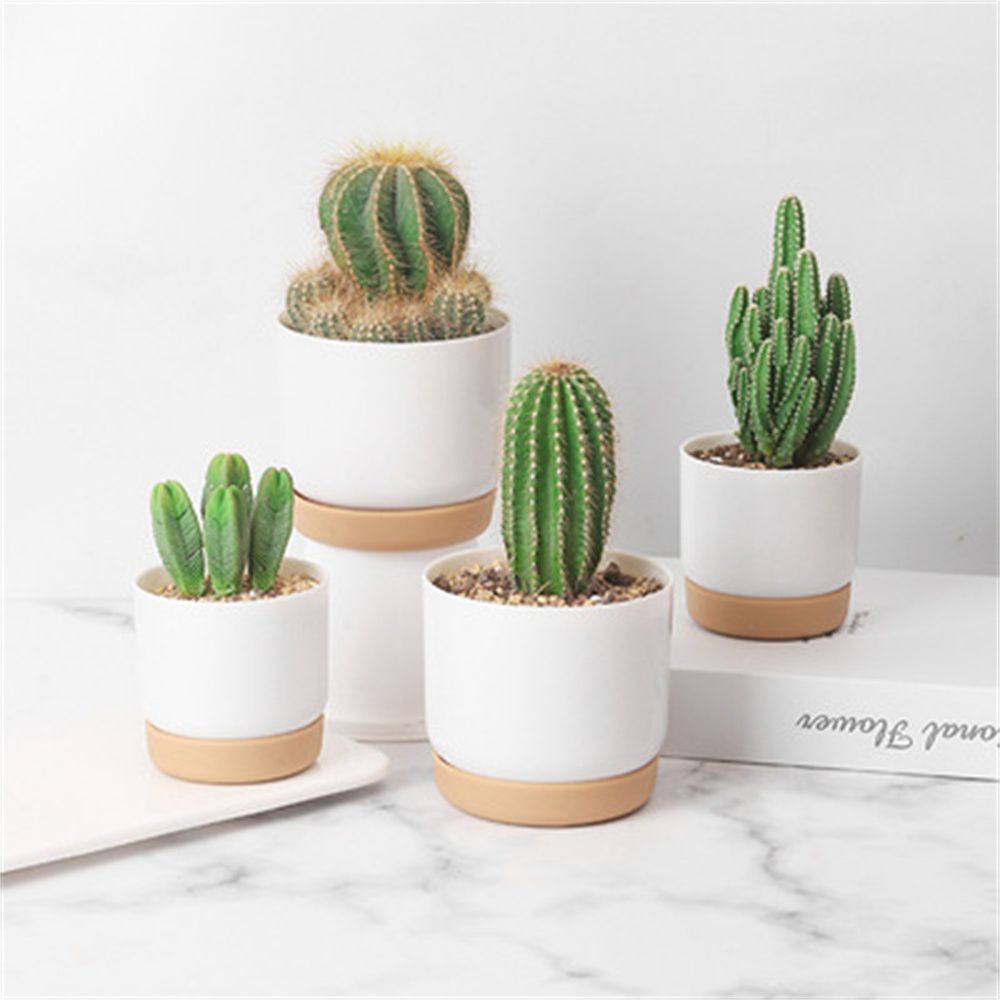 둥근 선인장 다육 식물 정원 용품 자가 급수 화분 배수 - Cactus Mix Pot 리뷰 및 가격
