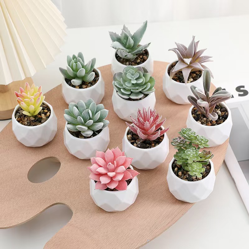 미니 인공 식물 시뮬레이션 상록수 즙이 많은 선인장 플 - Cactus Mix Pot 리뷰 및 가격