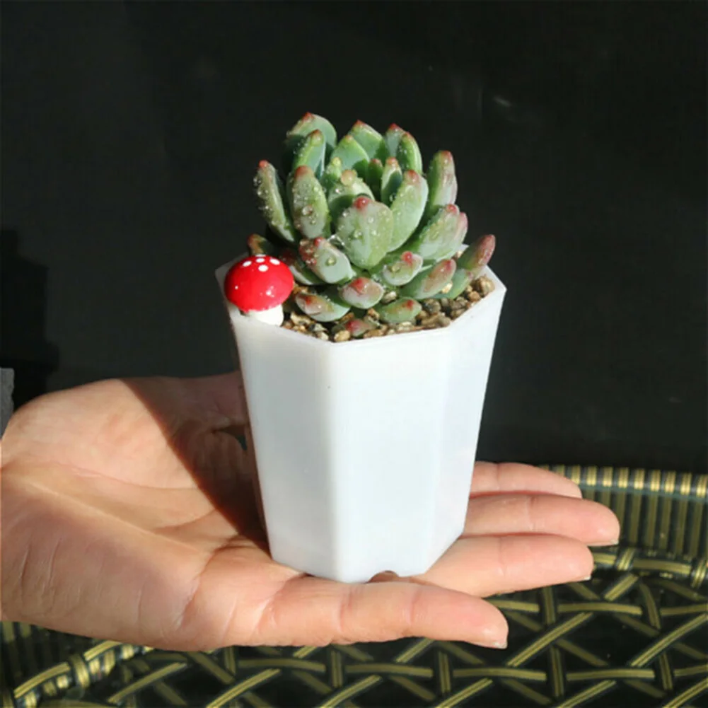 실내 창턱 디스플레이, 야외 파티오 장식 및 다육 식물 - Succulent Arrangement Mini 리뷰 및 가격