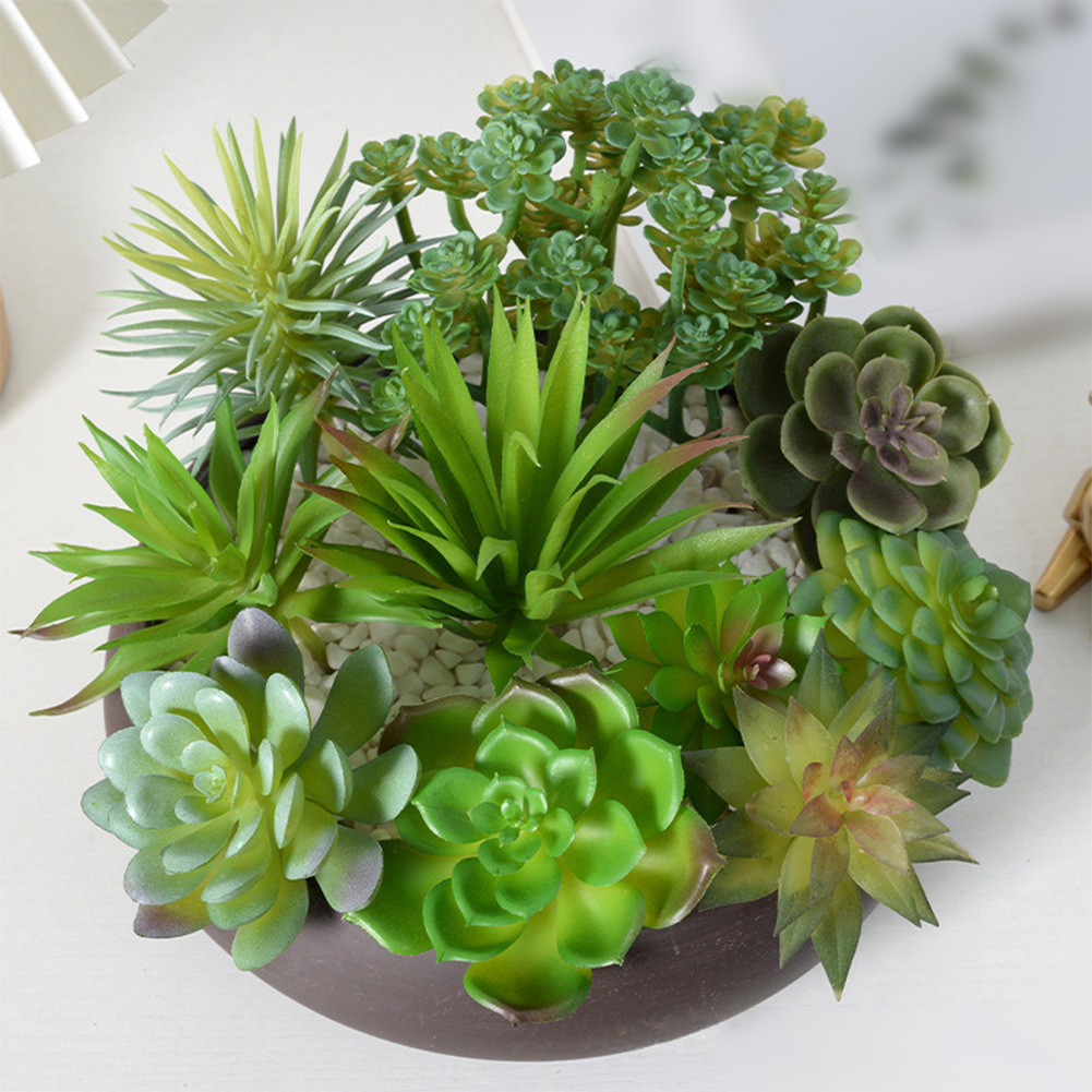 미니 분재 다육식물 장식용 화분, 가정 및 사무실 장식 - Succulent Arrangement Mini 리뷰 및 가격