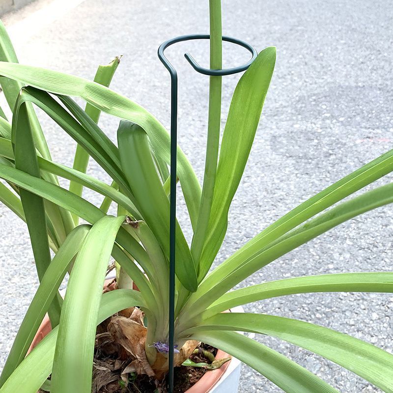 1-10pcs 금속 단일 줄기 식물 관목 홀더 정원 지 - Plant Parent Tools 리뷰 및 가격