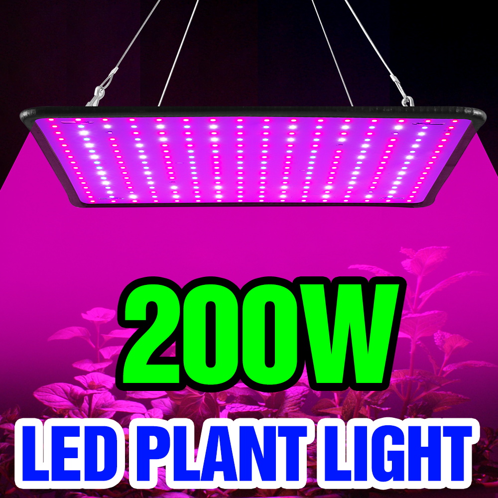 200W LED 퀀텀 보드 식물등 풀 스펙트럼 식물 재 - Cactus Mix Pot 리뷰 및 가격
