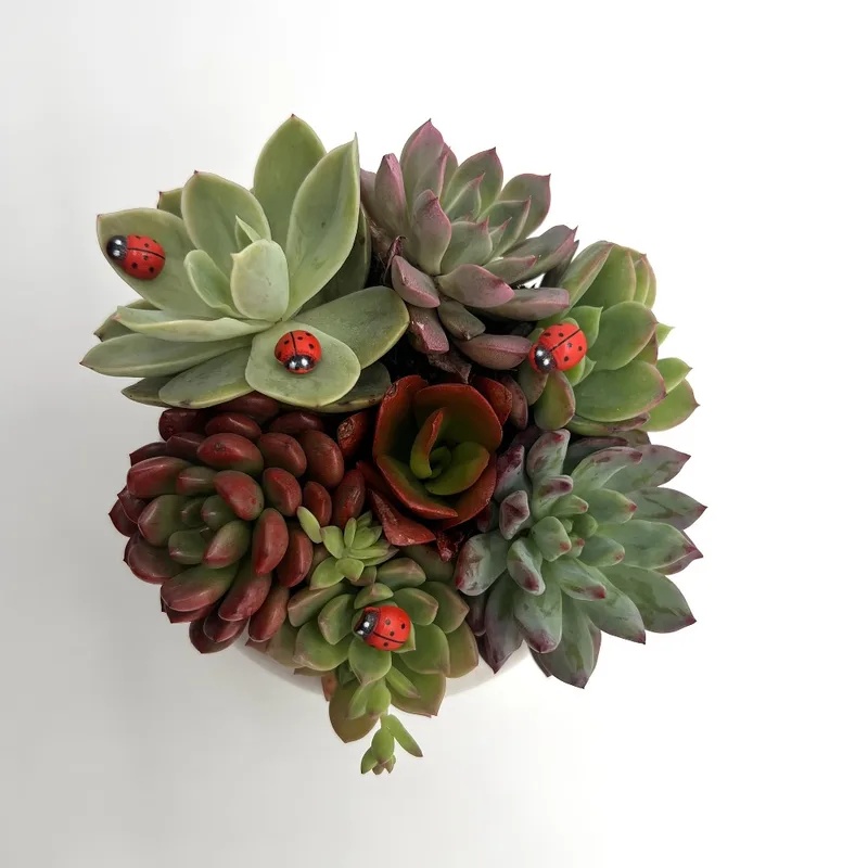 미니 풍경 장식용 무당벌레 피규어 – 다육식물 및 녹색 - Succulent Arrangement Mini 리뷰 및 가격